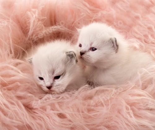 Preview: Two white newborn kittens