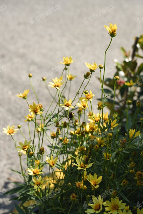 Preview: Dahlberg daisy, Heliopsis helianthoides in the summer field. Yellow flower