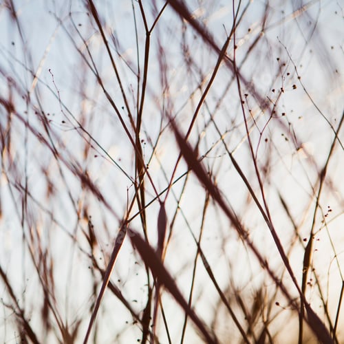 Preview: Close up of dried desert flowers in Joshua Tree national park.