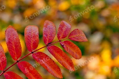 Preview: Fall season. Red rowan leaf close up on autumn background