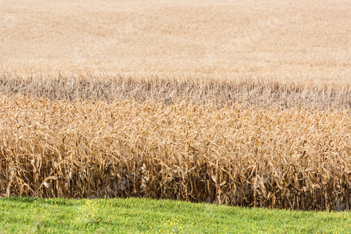 Preview: green fresh grass near golden rye field