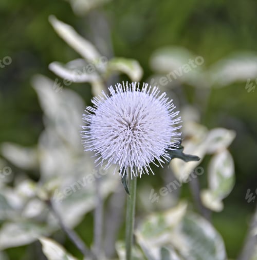 Preview: White spike exotic flower