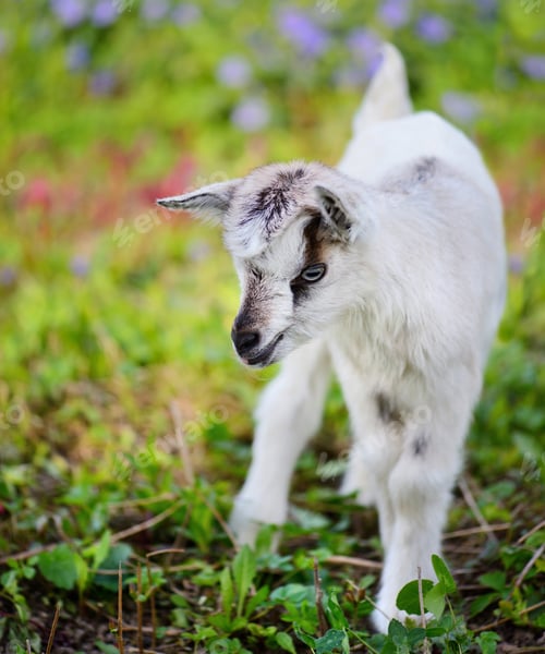 Preview: White baby goat standing on green lawn