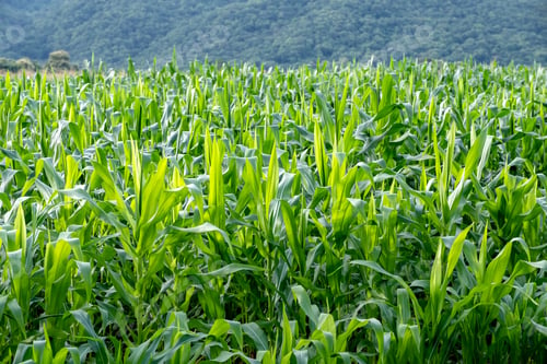 Preview: Landscape image of corn field in the farm with mountain and green nature background
