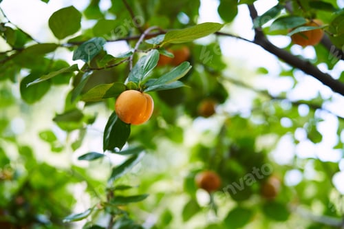 Preview: Yellow persimmon hanging from a tree branch in a green garden