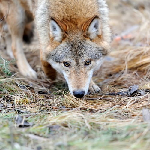 Preview: Wild wolf in forest