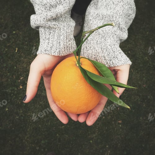 Preview: Young woman holding an freshly picked orange in her hands