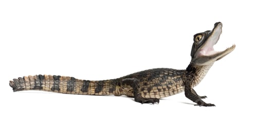 Preview: Spectacled Caiman, Caiman crocodilus, also known as a the White Caiman or Common
