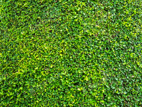 Preview: Topiary trees decoration park background