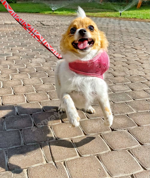 Preview: Happy dog doing the glad-to-see-you dance!