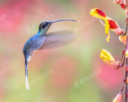 Preview: Green hermit female Hummingbird