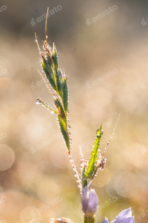 Preview: Fresh green grass with dew drops closeup. Nature Background