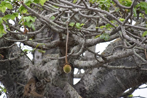 Preview: a single baobab fruit hanging on a baobab tree
