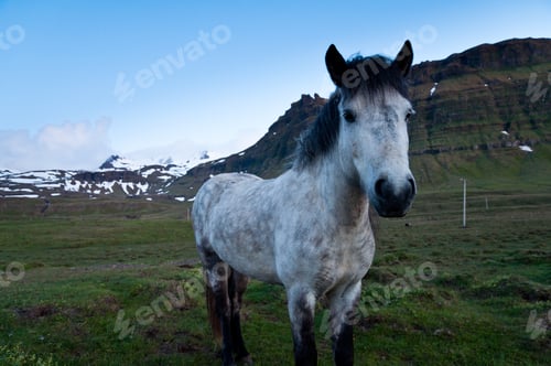 Preview: horses of Iceland