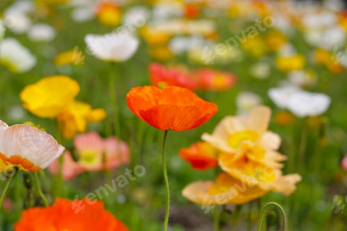 Preview: Beautiful poppy flower garden. The Expo 70 Commemorative Park, Osaka, Japan