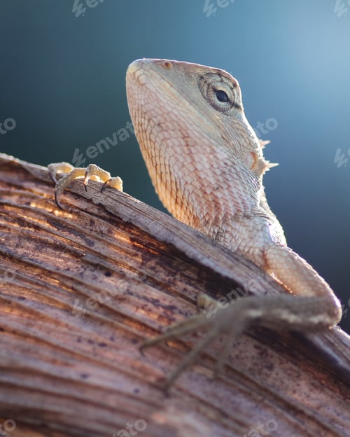 Preview: wild lizard