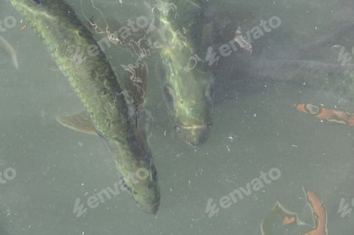 Preview: A group of tarpon are waiting for the fishermen to throw away the fish guts in the water