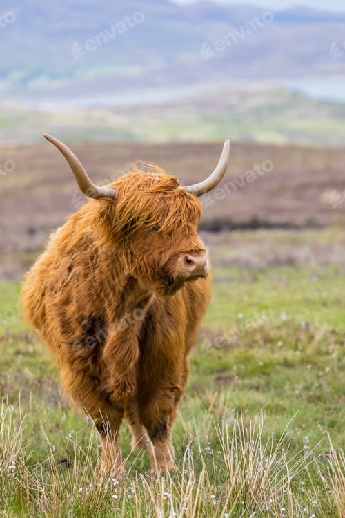 Preview: Great Britain, Scotland, Scottish Highlands, Highland Cattle