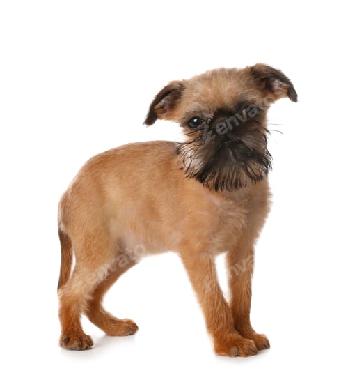 Preview: Studio portrait of funny Brussels Griffon dog looking into camera on white background