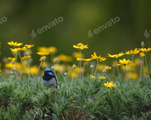 Preview: Spring is in the air with yellow flowers blooming and birds nesting