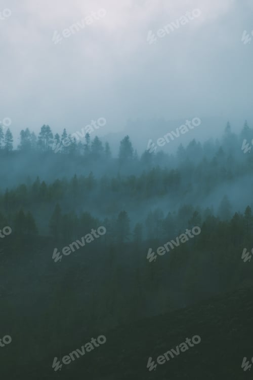 Preview: A slight mist covers the pines