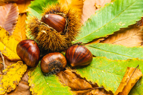 Preview: Ripe chestnuts close up with copy space. Raw Chestnuts for Christmas Autumn time