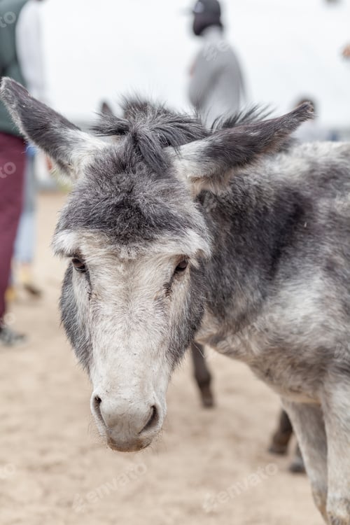 Preview: Donkey head close-up at the animal farm. Portrait of a gray donkey.
