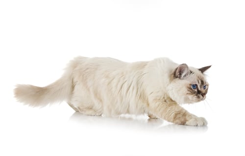 Preview: birman cat in studio