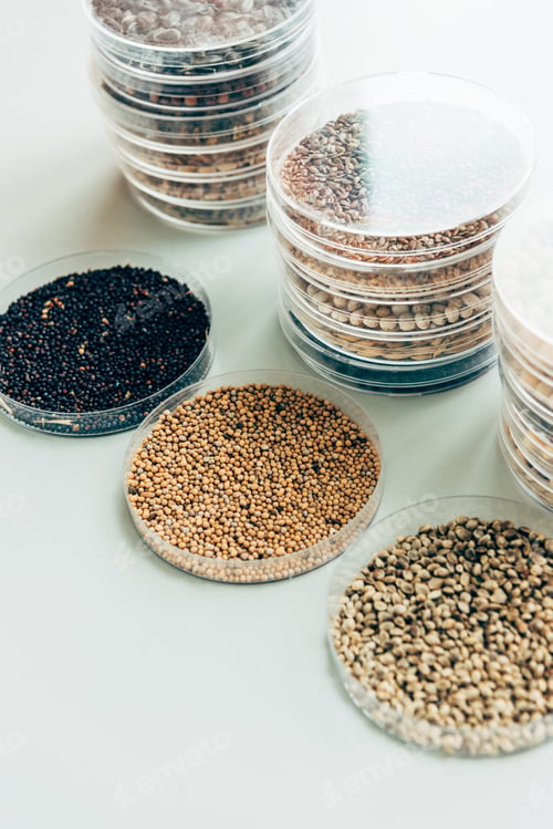 Preview: selective focus of various grains in plastic containers in modern agro laboratory