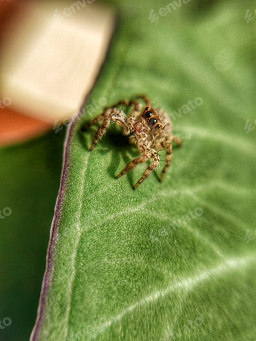 Preview: Small Jumping Spider on a Vibrant Green Leaf