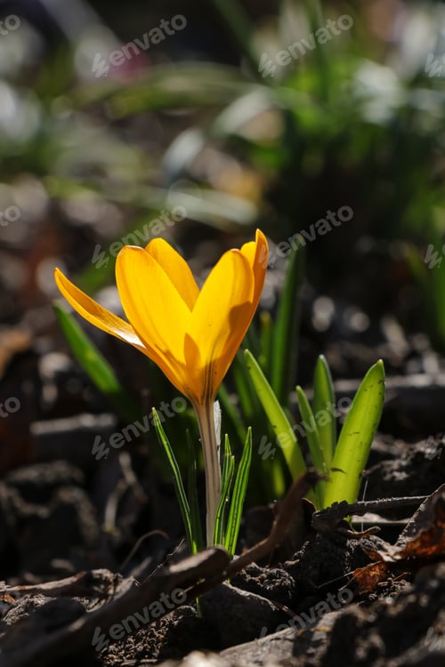 Preview: One yellow crocus flavus flower growing at sunset outdoors.