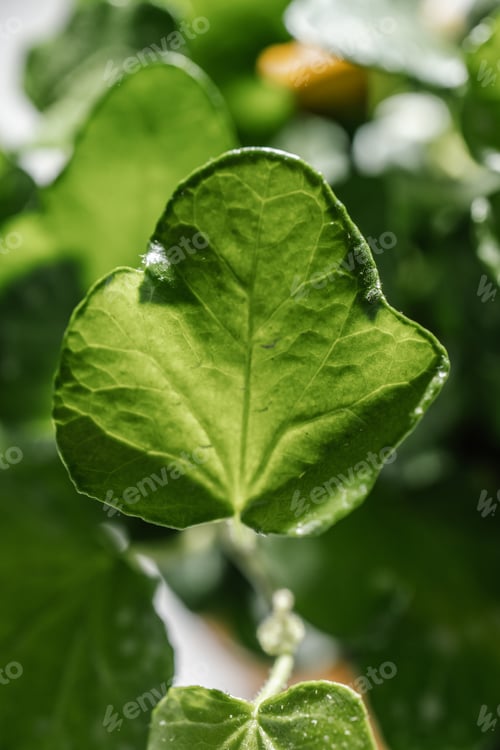 Preview: The leaf of the house plant is close.