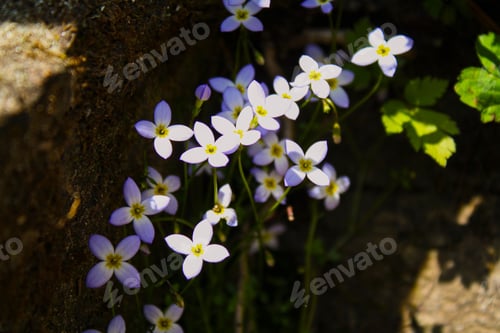 Preview: Delicate Blue Flowers