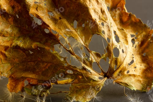 Preview: dry leaves and dandelion seeds