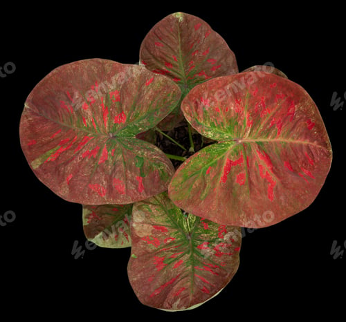 Preview: Beautiful colorful caladium on Black background isolate with clipping path. Queen