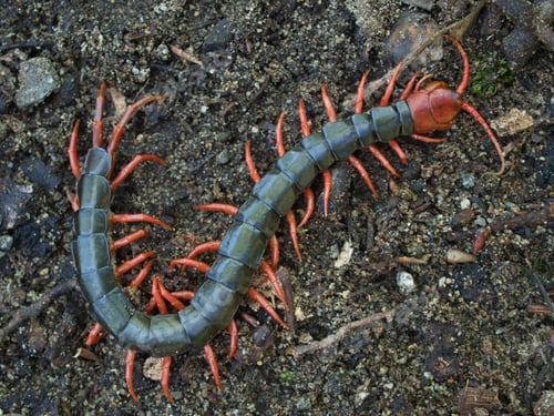 Preview: Centipede
