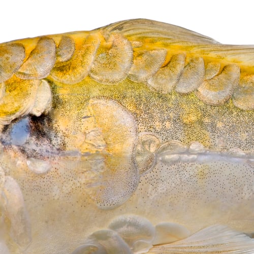 Preview: textured background : yellow scale of fish