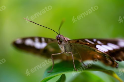 Preview: Macro Picture of a Butterfly