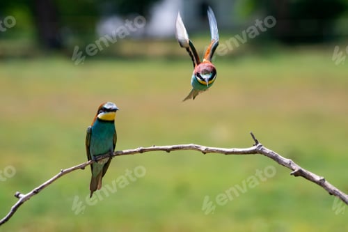 Preview: European bee eater, Merops apiaster. Common bee-eater. Close-up