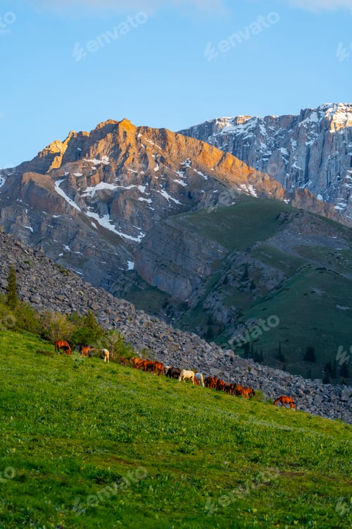 Preview: Herd of horses grazing on a steep alpine mountain slope