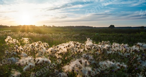Preview: Field of cornfloweres covered with cotton