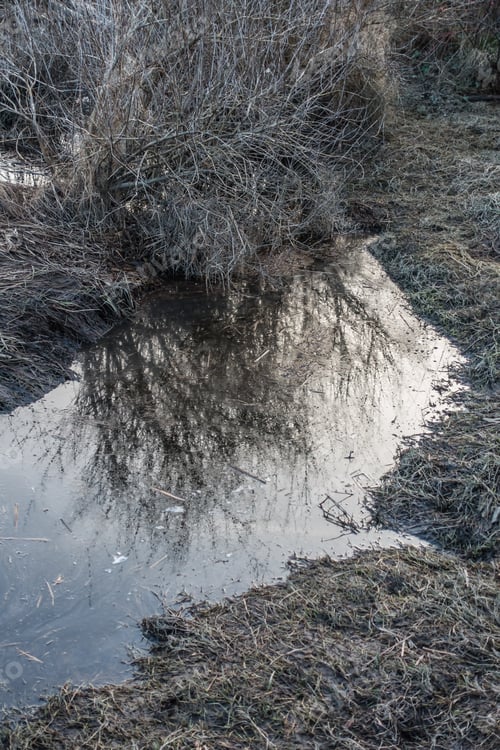 Preview: A Leafless Bush Is Reflected In A Puddle Of Water.