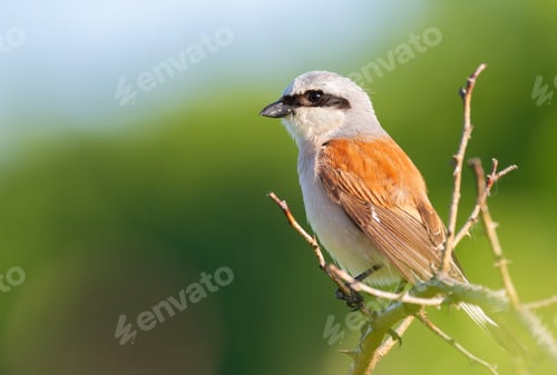 Preview: Red-backed shrike, Lanius collurio. The bird sits on a branch on a beautiful background