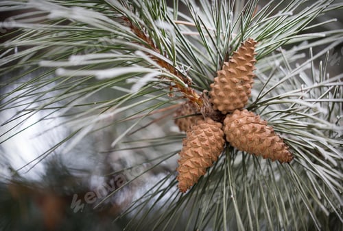 Preview: Pine cones and branches.