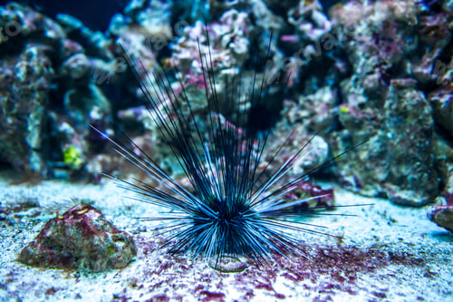 Preview: sea-urchin underwater