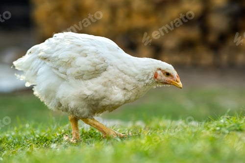 Preview: Hen feed on traditional rural barnyard. Close up of chicken standing on barn yard with green grass