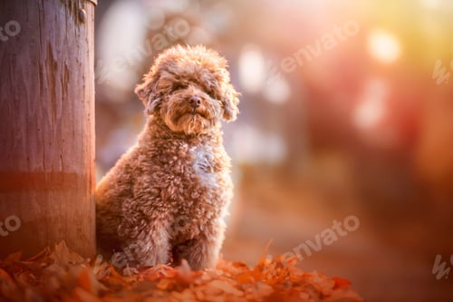 Preview: poodle, dog, puppy, pets, dogs
