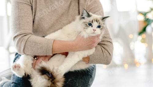Preview: Girl with ragdoll cat in Christmas time