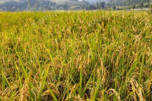 Preview: Terrace Farming Nepal