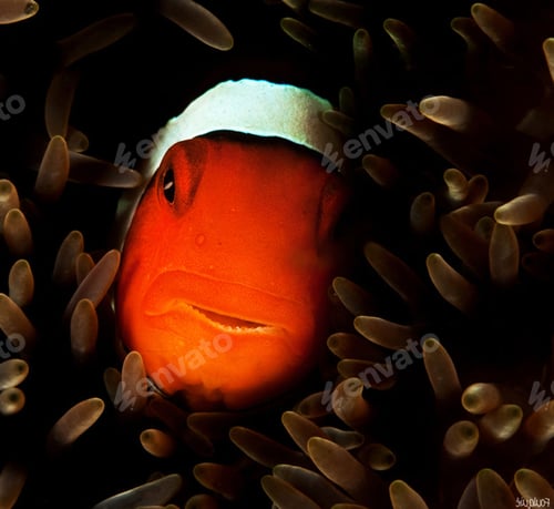 Preview: Fish underwater photo, shallow underwater seascape